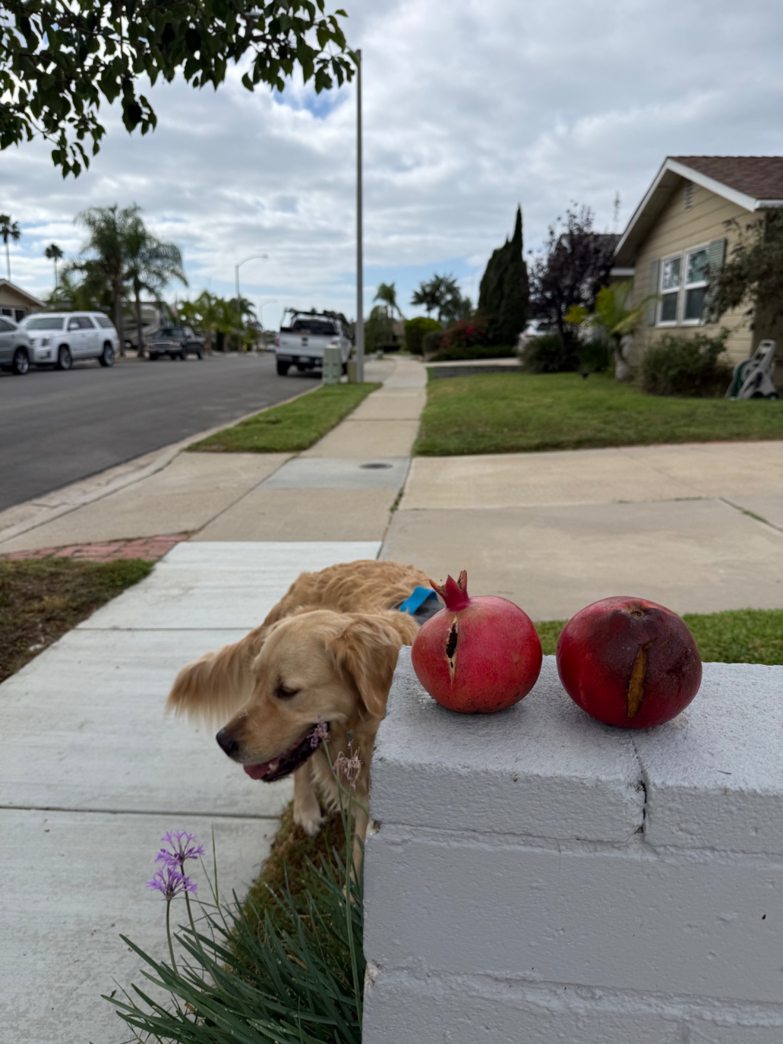 free pomegranates